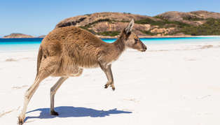Ultimate Australia Wildlife Adventure